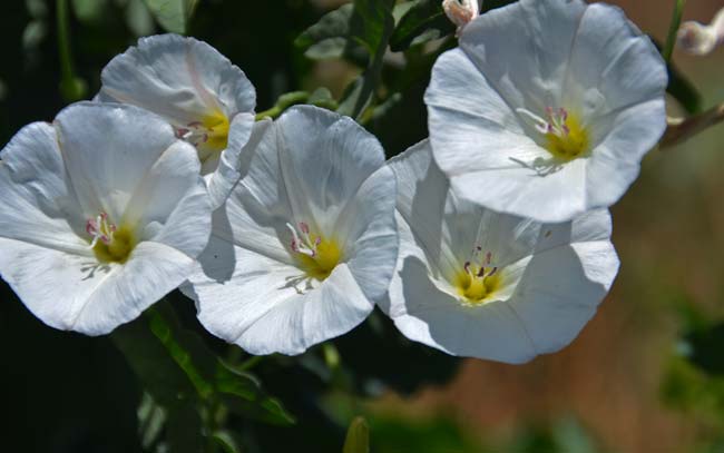 Field Bindweed, Convolvulus arvensis, Southwest Desert Flora